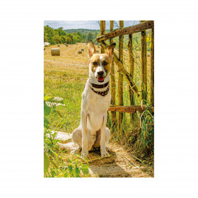 Puzzle Gump We are a pair of 300 xl pcs